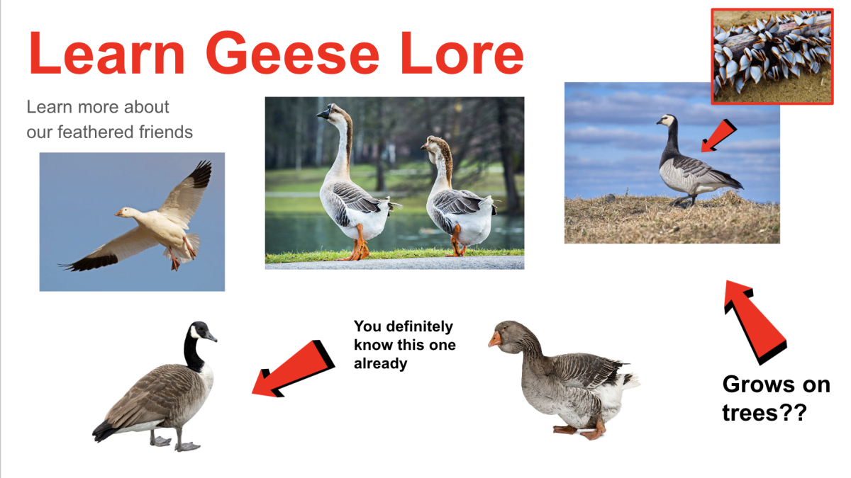 Get Ready for Some Unforgettable Geese